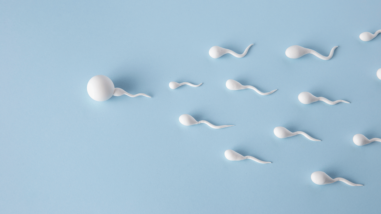 Что нужно знать про репродуктивную мужскую систему?